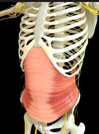 <p>Deepest abdominal muscle that wraps around the torso to stabilize the core.</p>