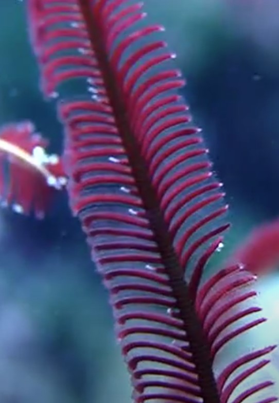 <p>How do filter feeding echinoderms (such as sea lillies, basket stars, brittle stars) feed ?</p>