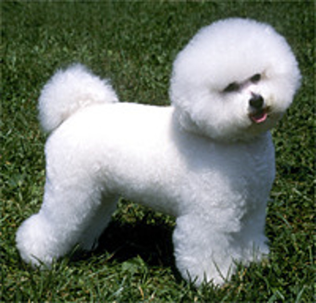 <p>Non-Sporting Group</p>