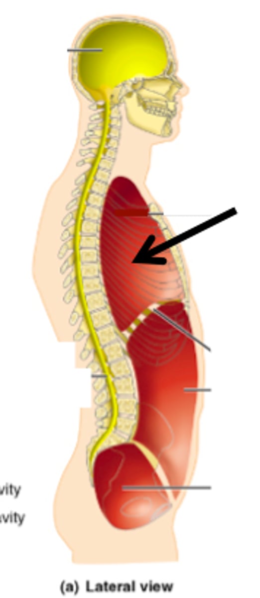 <p>contains heart and lungs; separated (from abdominopelvic) by diaphragm</p>