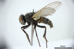 <p>These flies were found around the legs and ventral abdomen of a cow.</p>