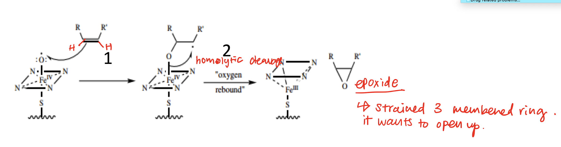 Radical addition to the pi bond in the alkene C=C bonds

oxygen rebound occurs and epoxide is formed. 

epoxide ring opens and forms an electrophilic carbon