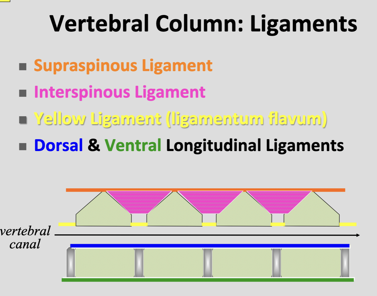 <p>Interspinous ligament</p>