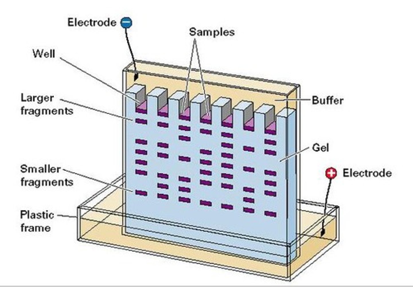 <p>To create DNA fingerprints for identification</p>