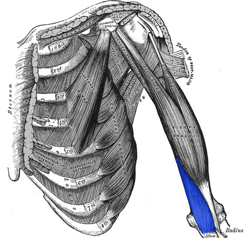 <p>This muscle flexes the elbow. It originates on the lower anterior surface of the humerus, and inserts at the coronoid process</p>