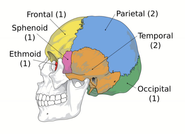 <p>- 1 Frontal bone<br>- 1 Ethmoid bone<br>- 1 Sphenoid bone<br>- 1 Occipital bone<br>- 2 Temporal Bones<br>- 2 Parietal Bones</p>