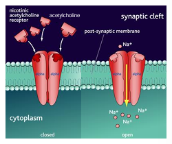 <p>also activated by nicotine</p><p>ionotropic (fast responses)</p><ul><li><p>ion channels are permeable to Na<sup>+</sup>, Ca<sup>2+</sup> , K<sup>+</sup></p></li><li><p>excitatory</p></li></ul><p>N<sub>M</sub> type at the skeletal neuromuscular junction</p><p>N<sub>N</sub> type on all postganglionic ANS cell bodies</p>