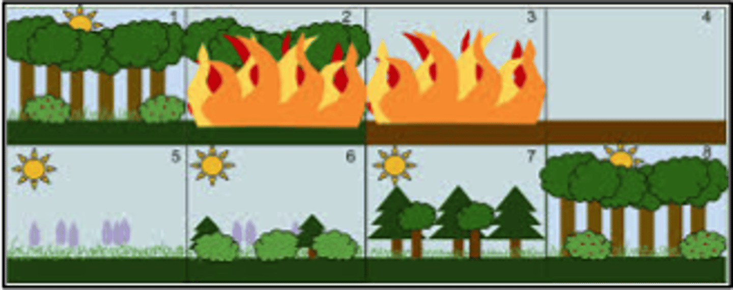 <p>the changes in an ecosystem that occur gradually through the colonization of new organisms</p>