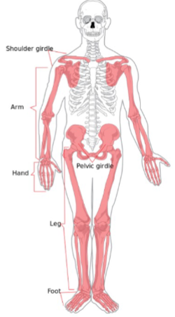 <p><span style="background-color: transparent;">Appendage and associated structures</span></p><ul><li><p><span style="background-color: transparent;">Upper limb and shoulder girdle</span></p><ul><li><p>Clavicle</p></li><li><p>Scapula</p></li><li><p>Humerus</p></li><li><p>Radius</p></li><li><p>Ulna</p></li><li><p>Hand bones</p></li></ul></li><li><p><span style="background-color: transparent;">Lower limb and pelvic girdle</span></p><ul><li><p>Os coxa</p></li><li><p>Femur</p></li><li><p>Patella</p></li><li><p>Tibia</p></li><li><p>Fibula</p></li><li><p>Foot bones</p></li></ul></li></ul><p></p>