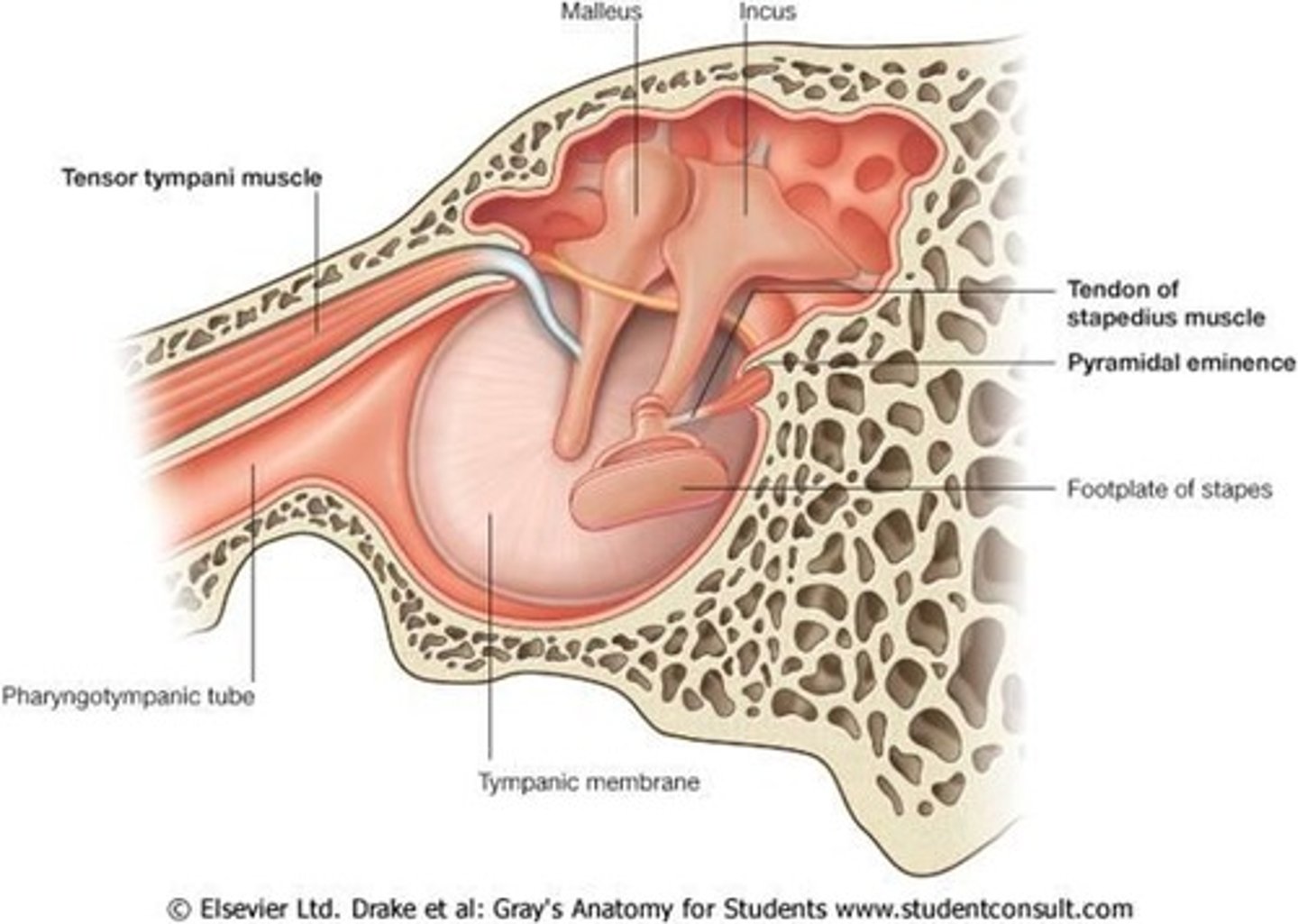 <p>small, hollow, cone-shaped bony prominence on the posterior wall of the middle ear. houses stapedius muscle</p>