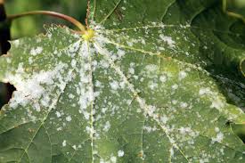 <p>&nbsp;Fungal disease causing white, powdery growth on leaves, stems, and flowers.</p>
