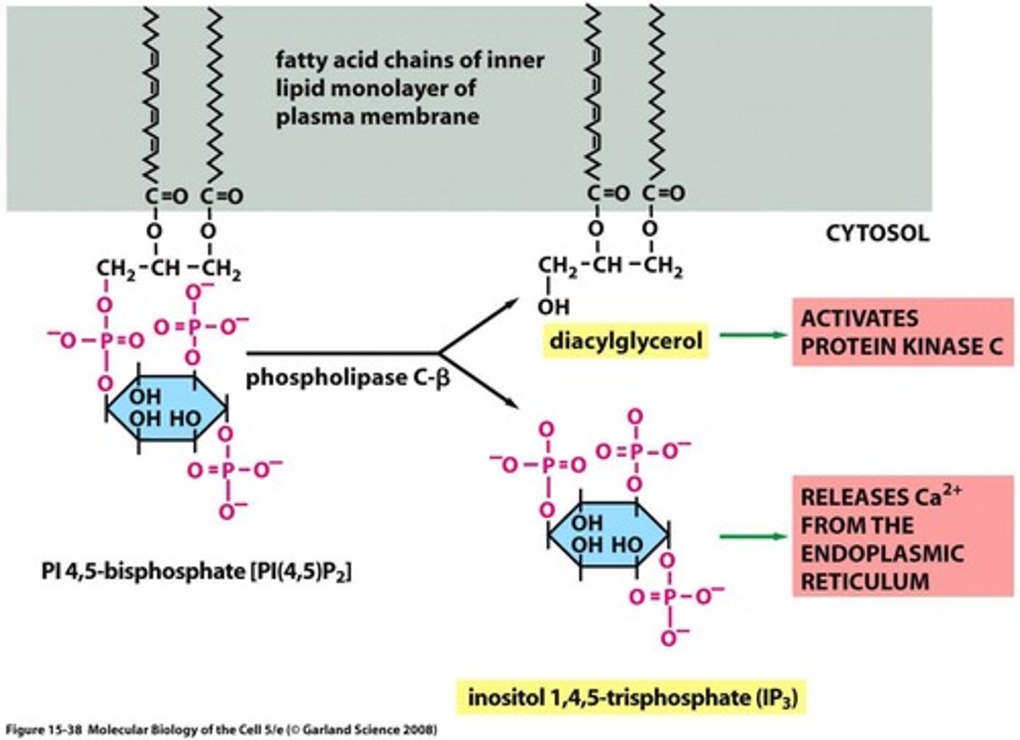 <p>- cleaves PIP2 between the oxygen on the glycerol backbone and the phosphate</p><p>- forms DAG and IP3 = both second messengers</p>