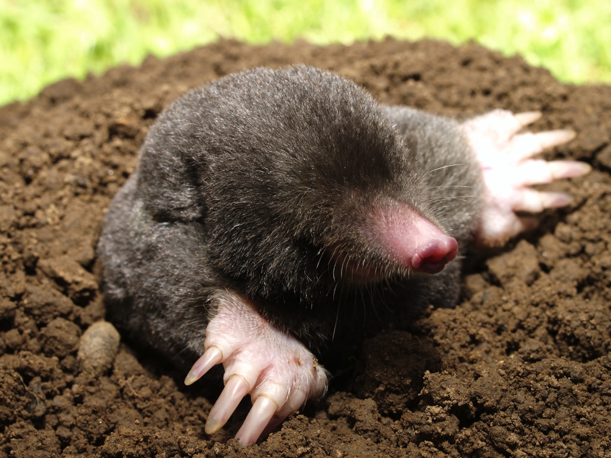 <p>Eastern mole</p>