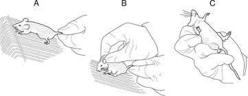 <p><span><span>•Scruff and stretch</span></span></p>