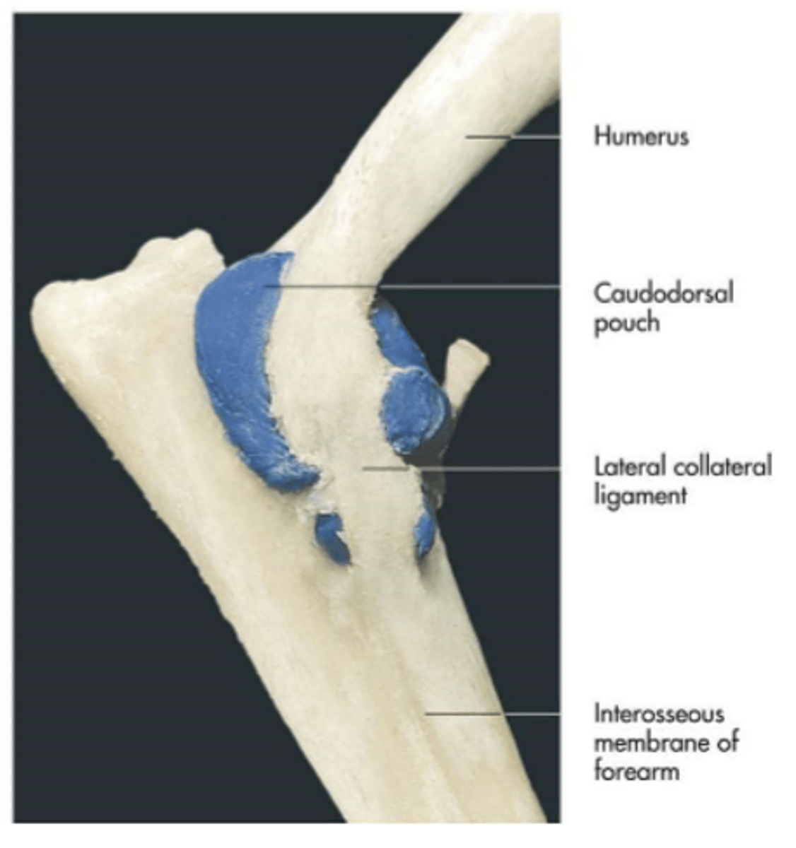 <p>cubital (elbow) joints</p>