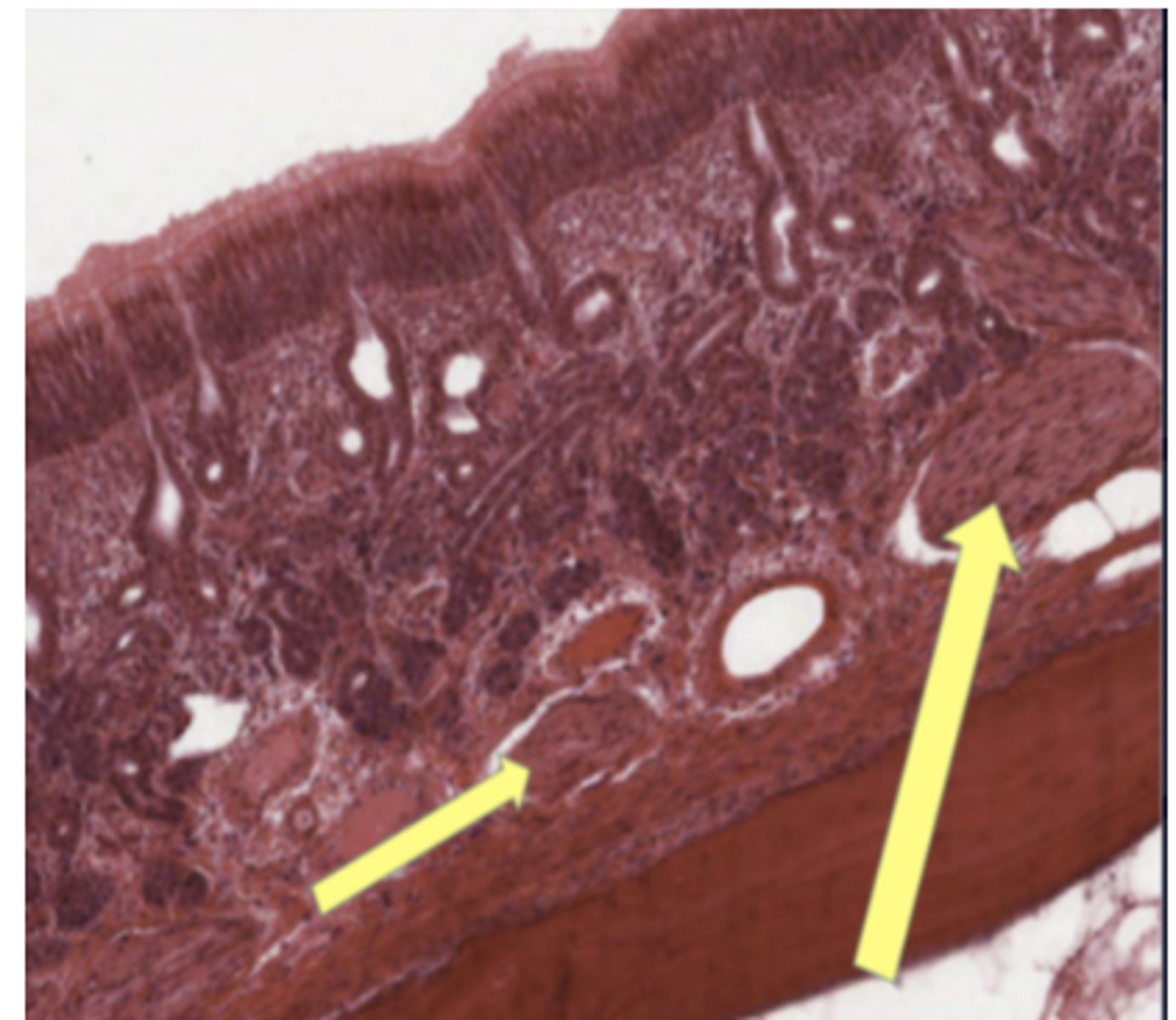 knowt flashcard image