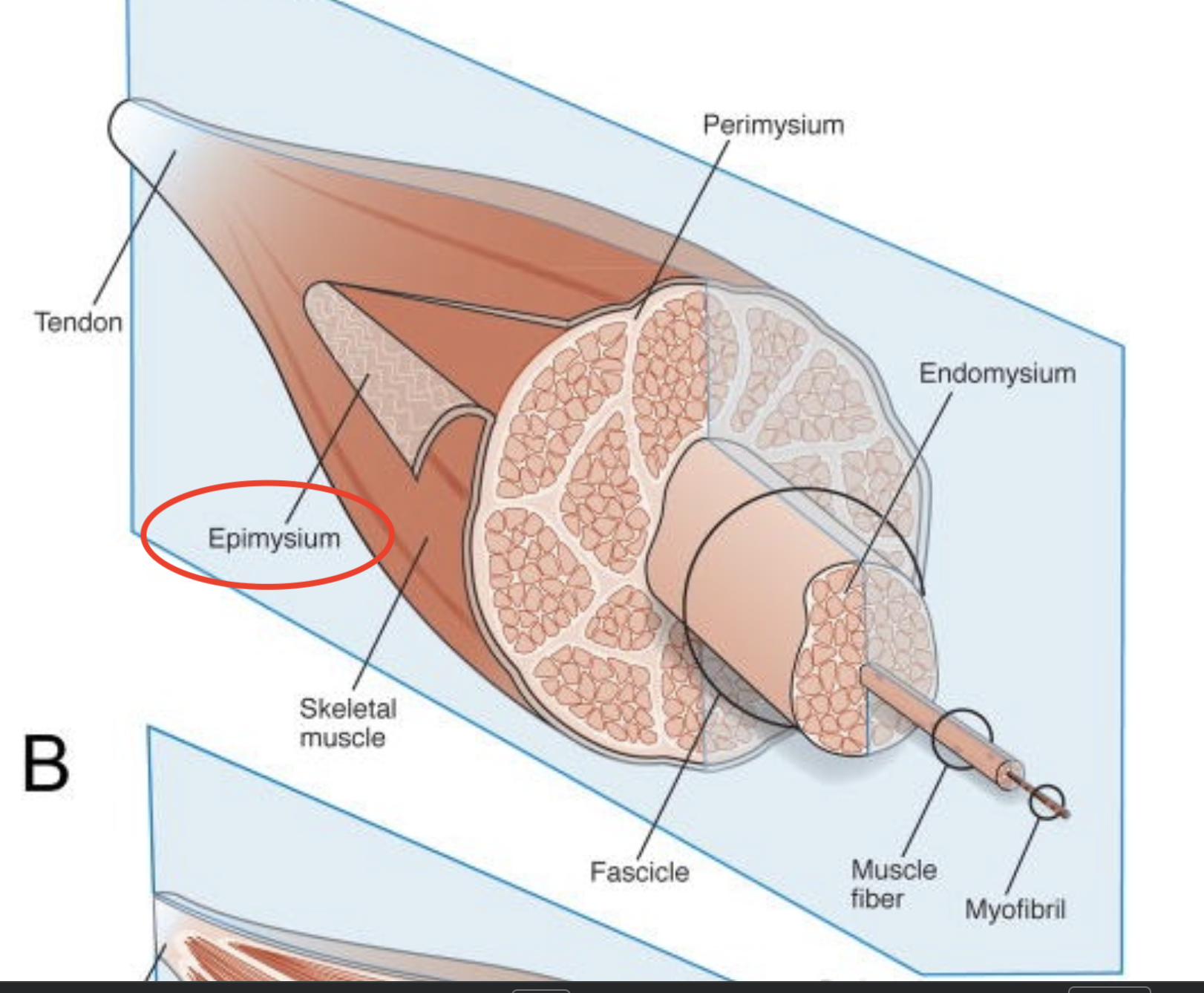 <p>Outermost dense layer surrounds the entire muscle </p><p>(epi a prefix meaning "upon" or "over"; mysium refers to muscle tissue)</p>