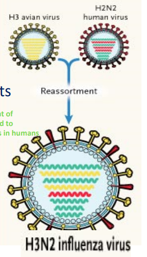 <ul><li><p>Segmented, single-stranded (-) RNA genome; 8 segments</p></li><li><p>11 proteins encoded;13,500 ntbases total</p></li><li><p><strong><u>mutation and reassortment of segmented genomes ⟶ lead to variants that are infectious in humans</u></strong></p></li></ul><p></p>