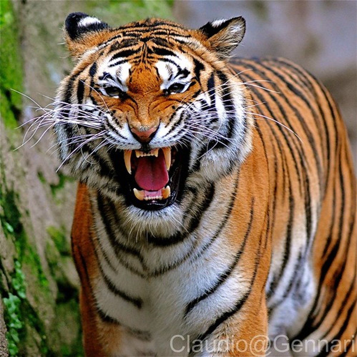 <p>a consumer that eats other consumers</p>