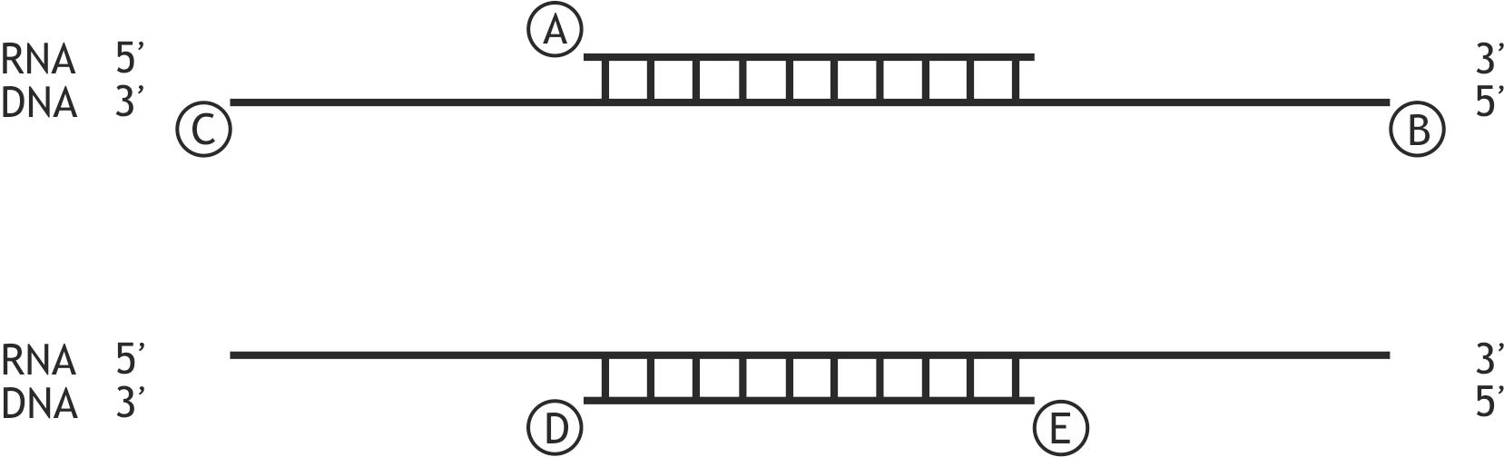 <p>25. In retroviral particles, a polymerase is typically present.</p><p>At which of the sites A to E in the following DNA–RNA hybrids could this polymerase most likely add nucleotides by covalent linkage?</p><p>A. (A)</p><p>B. (B)</p><p>C. (C)</p><p>D. (D)</p><p>E. (E)</p>
