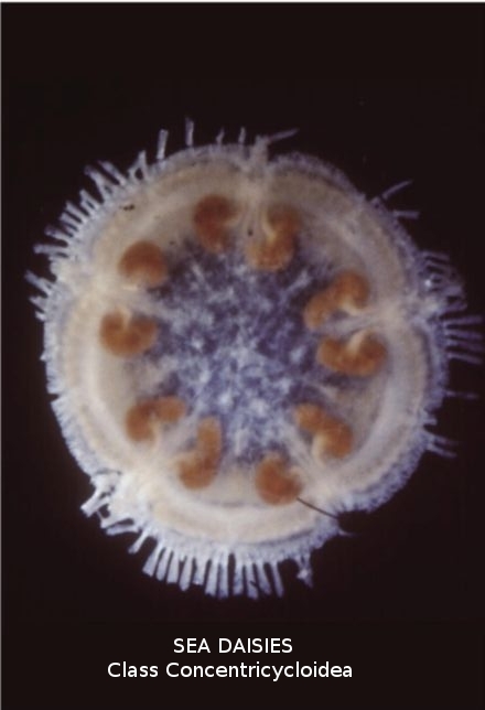 <p> = Sea Daisies<br>- deep sea, on sunken wood<br>- no pentamerous, double ring canal<br>- no gut in 2 of 3 species, oral membrane for absorption of dissolved organic matter<br>- brood eggs, direct development, weird sperm</p>