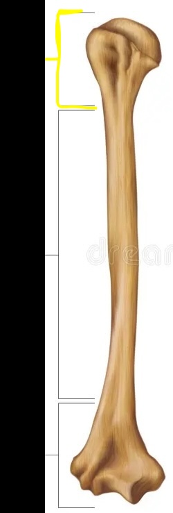 <p>Which section of the long bone is this? </p>