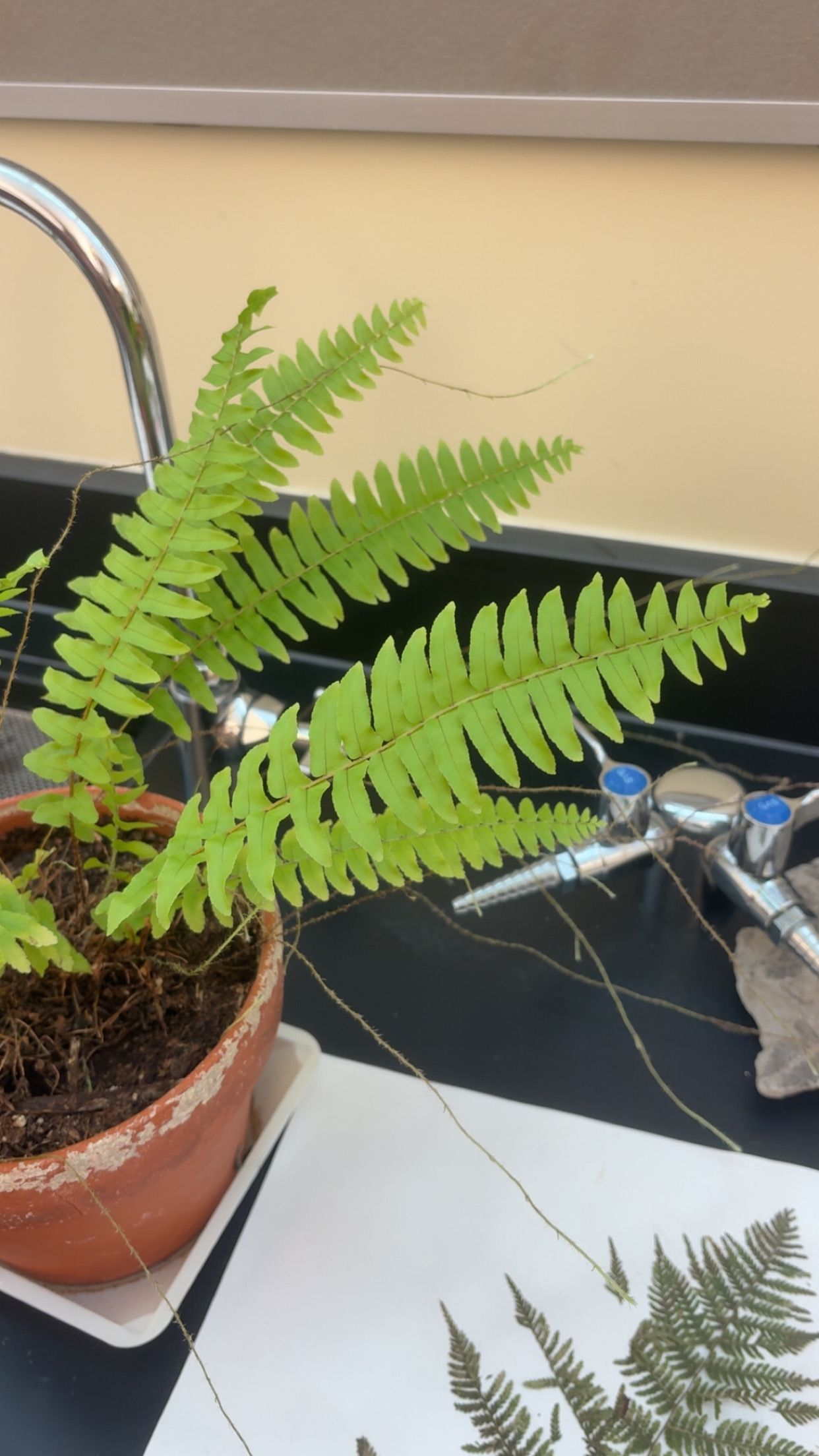 <p>What phylum </p>