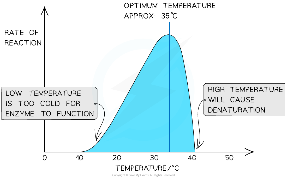<p>A:Low temperature → slow molecule movement. Increasing temperature → more collisions, faster reactions. Too high → enzyme denatures (H-bonds/ionic bonds break).</p><p>Optimum for humans ≈ 40°C.</p>