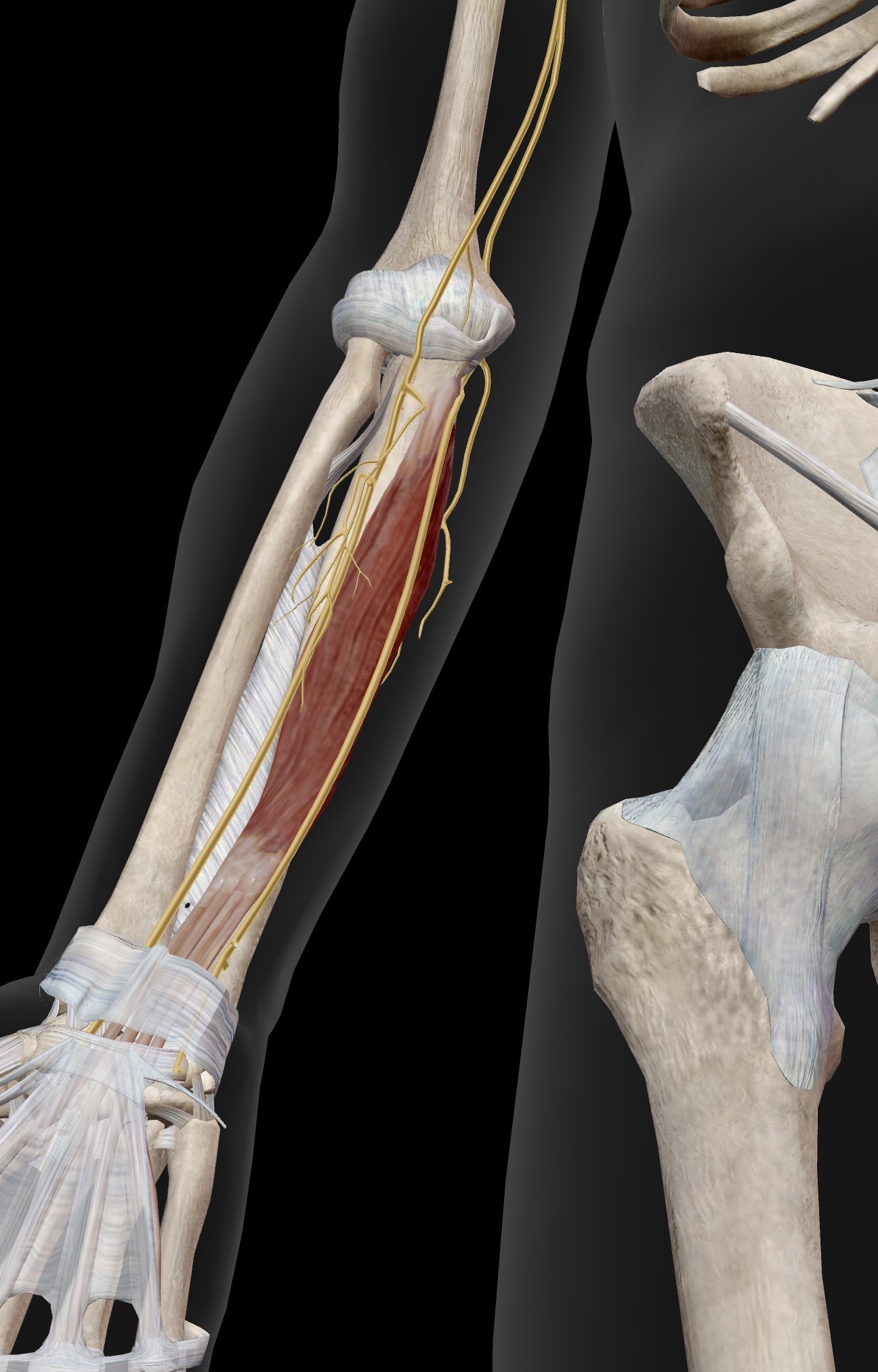 <p>Name the muscle and corresponding letter ( O = origin, I = insertion, A = actions, IN = innervation)</p><p>O</p><p>I</p><p>A</p><p>IN</p>