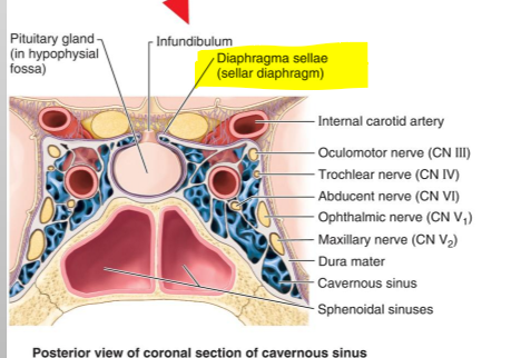 <p>Infundibulum (pituitary stalk) connecting the hypothalamus to the pituitary gland</p>