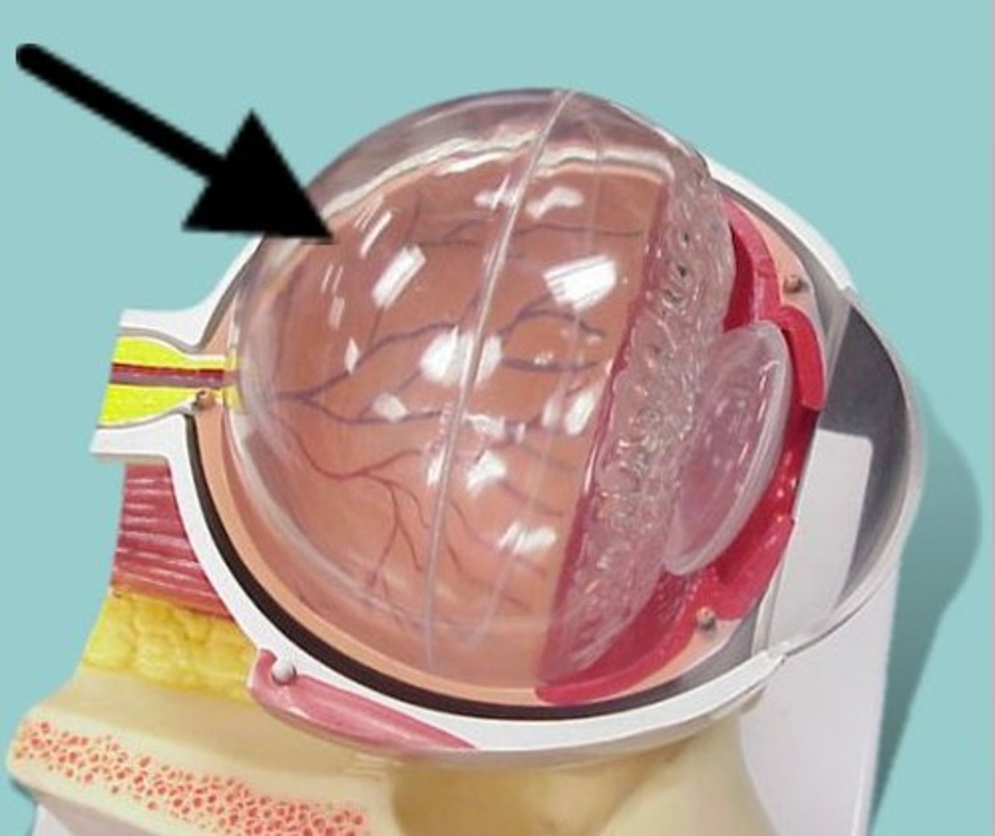 <p>The clear ball inside the eye model</p>