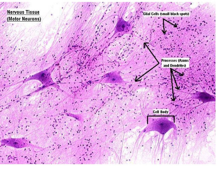 <ul><li><p>Neurons</p></li><li><p>Glial cell nucleus</p></li><li><p>Location; brain, spinal cord</p></li></ul><p></p>