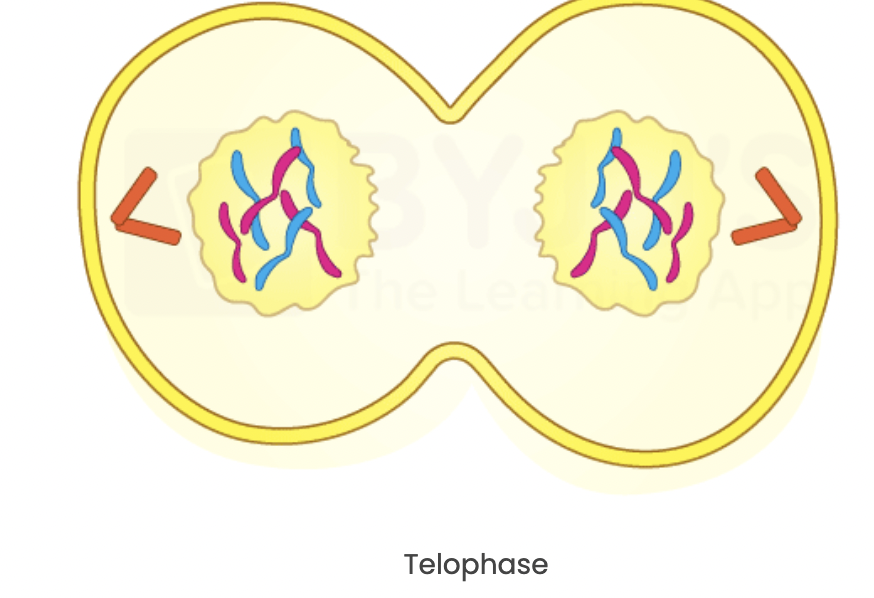 <p><strong><mark data-color="#fff8a2" style="background-color: rgb(255, 248, 162); color: inherit;">2 nuclei form</mark></strong></p><p></p><p>telo = <strong><mark data-color="#fff3c1" style="background-color: rgb(255, 243, 193); color: inherit;">TWO</mark></strong></p><p></p>