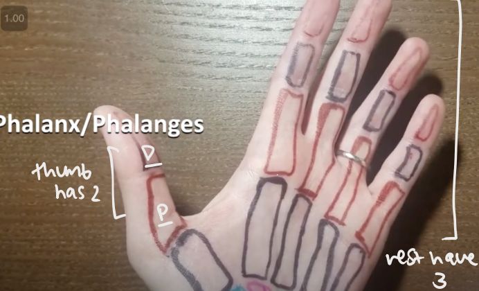 <p>proximal, middle, distal</p>