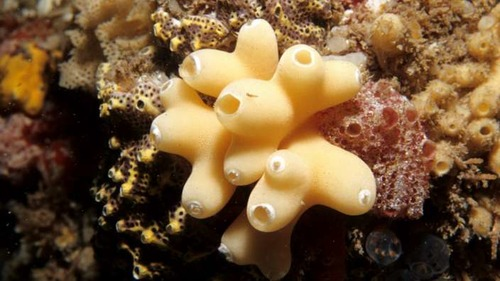 <p>Identify Phylum/Class</p><p>Vertebrate or Invertebrate?</p><p>Symmetry? Tissue Type?</p><p>Composed of? </p>