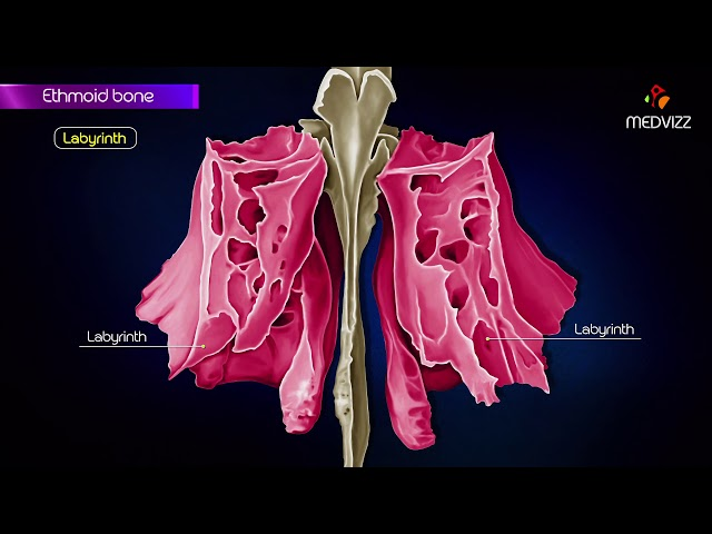 <p>series of thin walled ethmoidal cells</p>
