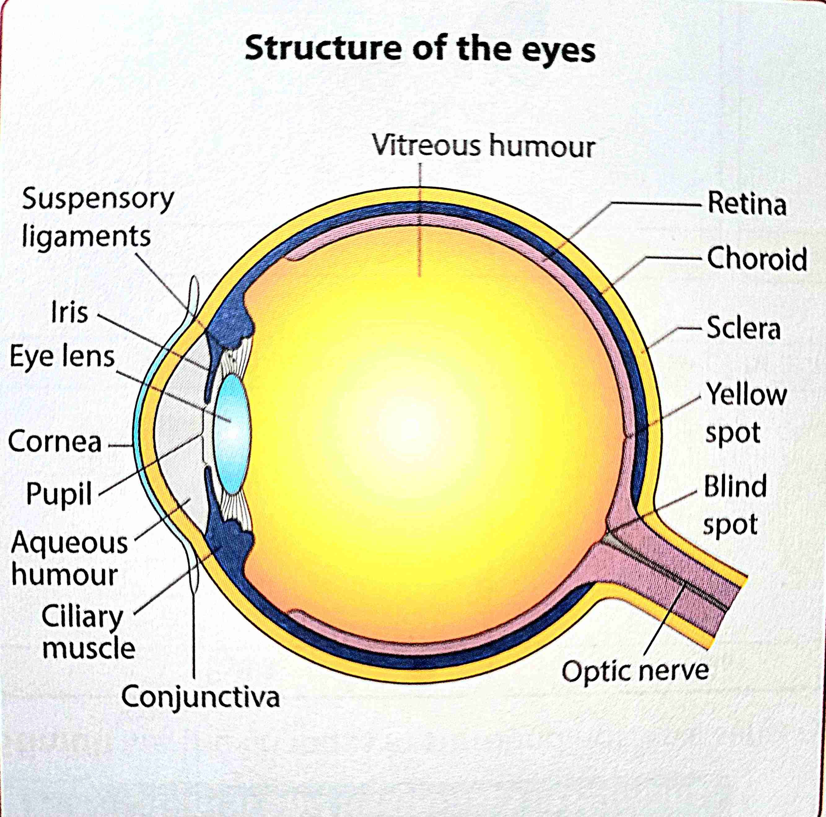 <p>a strong layer that maintains the shape of the eye and protects it</p>