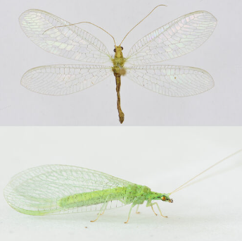 <p><span>Vrij algemeen. Middelgrote, groene gaasvlieg met een vijftal zwarte vlekken op de kop, inclusief de vlek tussen de antennen. Op het borststuk bevinden zich zwarte vlekken. De costaaladers zijn groen met zwarte uiteinden en aan de basis van de voorvleugel bevindt zich een zwarte vlek. De soort is enigszins variabel als het gaat om grootte en het aantal zwarte vlekken op het lijf en soms is een zwarte sutuur zichtbaar aan de zijkanten van het achterlijf. Het eerste borststuksegment (protohorax) kan bij mannetjes opvallend verbreed en bijna trapeziumvormig zijn (Duelli &amp; Henri 2020).</span></p>