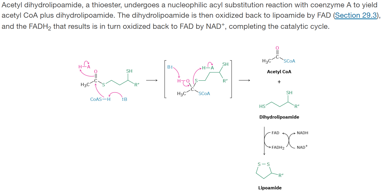 <p><span>Acetyl dihydrolipoamide, a thioester, undergoes a nucleophilic acyl substitution reaction with coenzyme A to yield acetyl CoA plus dihydrolipoamide. The dihydrolipoamide is then oxidized back to lipoamide by FAD, and the FADH</span><sub>2</sub><span> that results is in turn oxidized back to FAD by NAD</span><sup>+</sup><span>, completing the catalytic cycle.</span></p>
