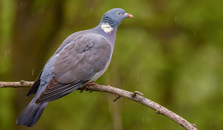 <p>zařaď živočicha do systému</p><p>Třída - řád - čeleď - druh čeština (latina)</p>