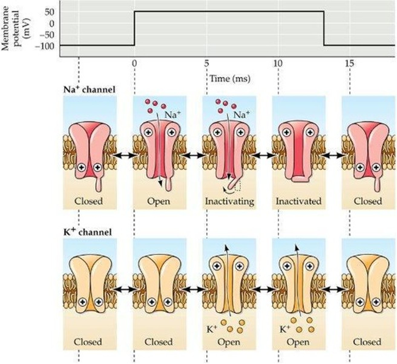 <p>They are more sensitive and open sooner than potassium (K+) channels, allowing for depolarization.</p>