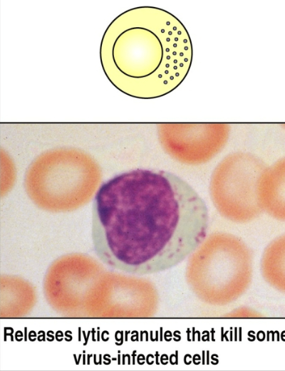 <p>lymphocytes that can kill host cells (e.g. virus-infected cells) without making their own antigen-specific receptor (do not require Ab or TCR). innate immunity only</p>