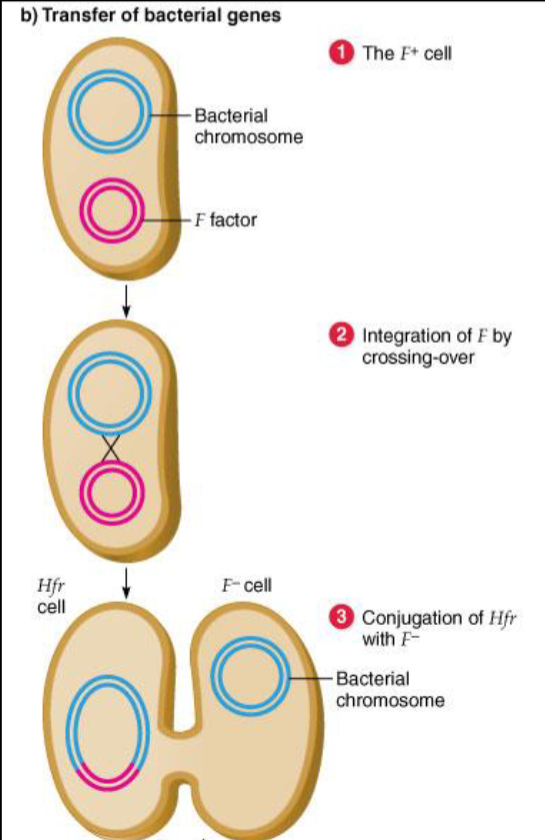 <p><span><span>-strains with integrated F factor are Hfr (High Frequency of Recombination)<br>-1 in 10,000 F+ cells<br>-integration results from double crossover at random site in host genome<br>-once integrated, F factor still mediates conjugation, but drags the whole genome with it.</span></span></p>