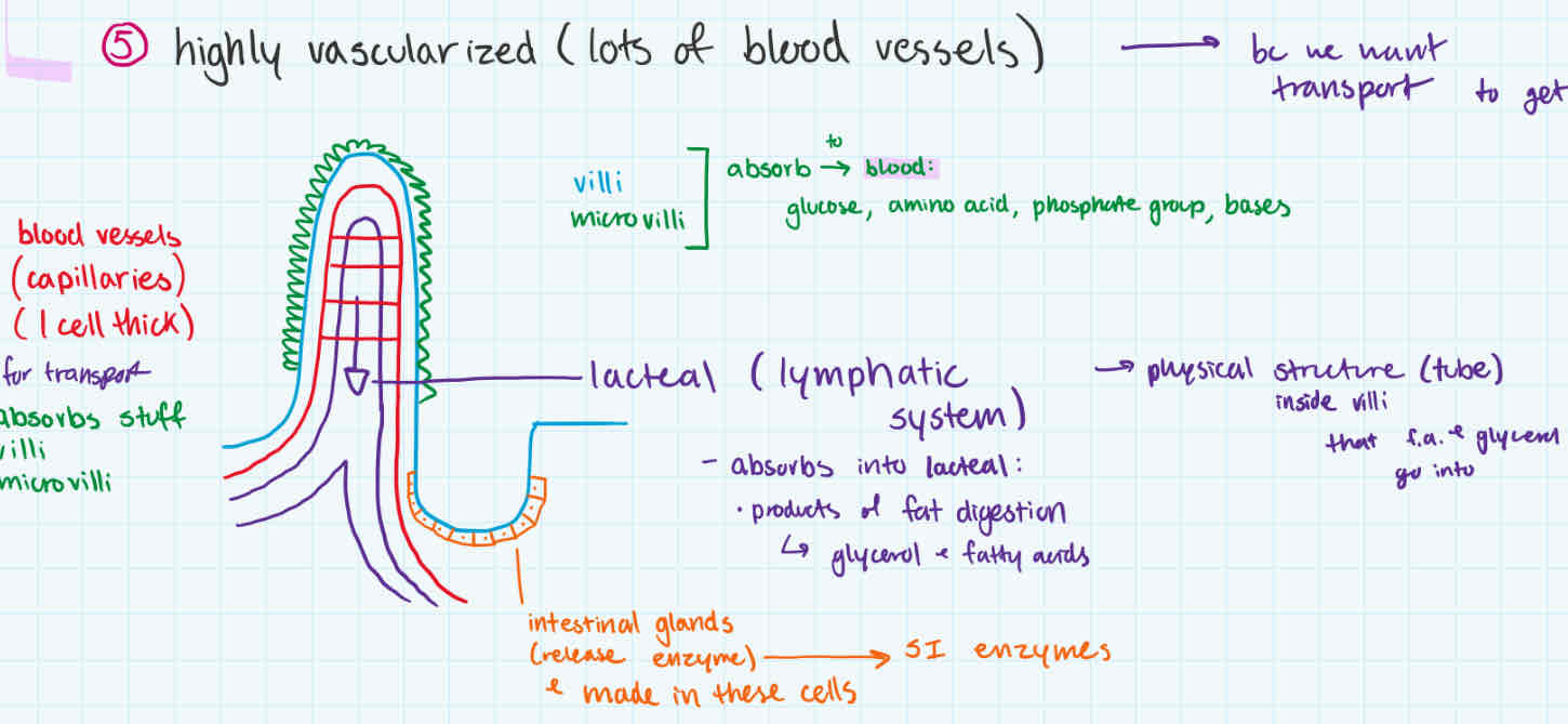 <p>walls of small intestine</p><p></p><p>non-fat nutrients absorbed by villi + microvilli to go to blood </p><p></p><p>fat products (glycerol + fatty acids) absorbed into lacteal (lymphatic system) </p>