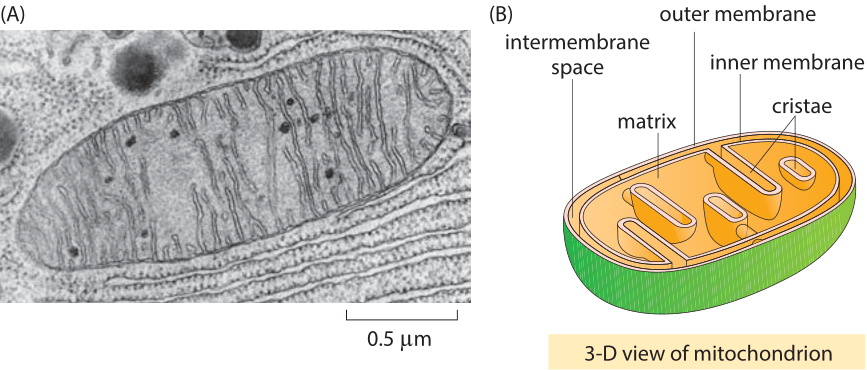 <p>the cristae is the extensions of the inner membrane that have been folded. </p>