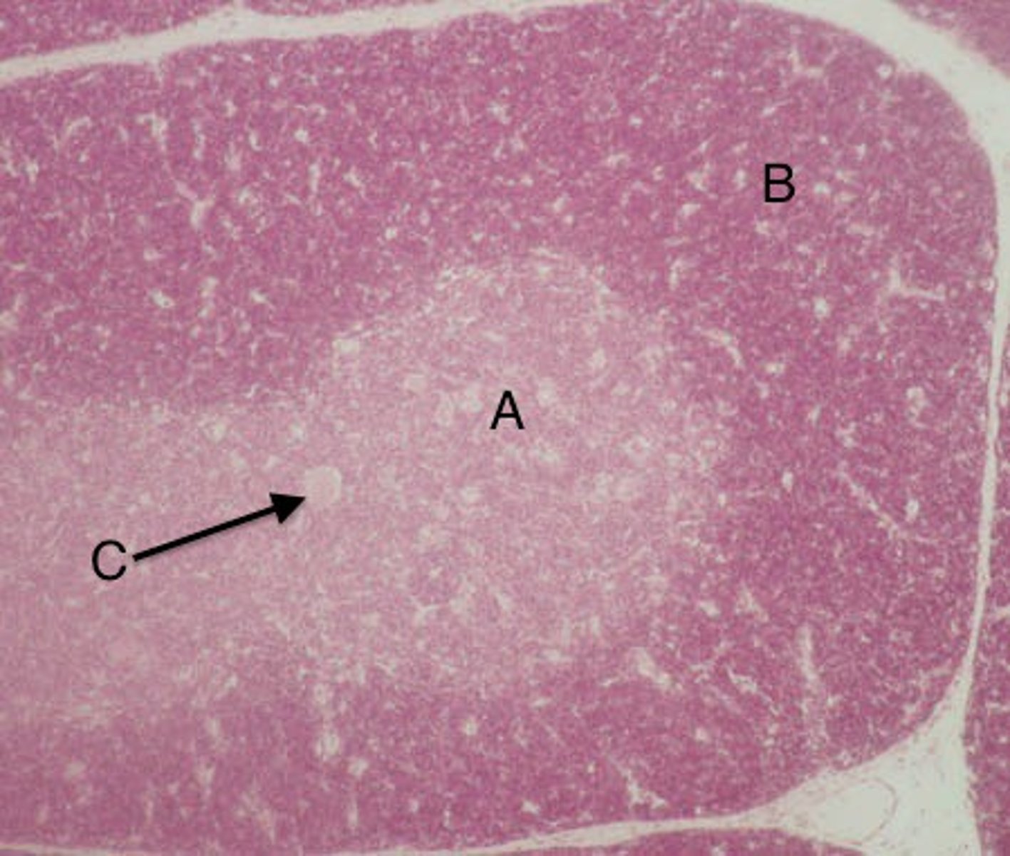 <p>What is C?</p>