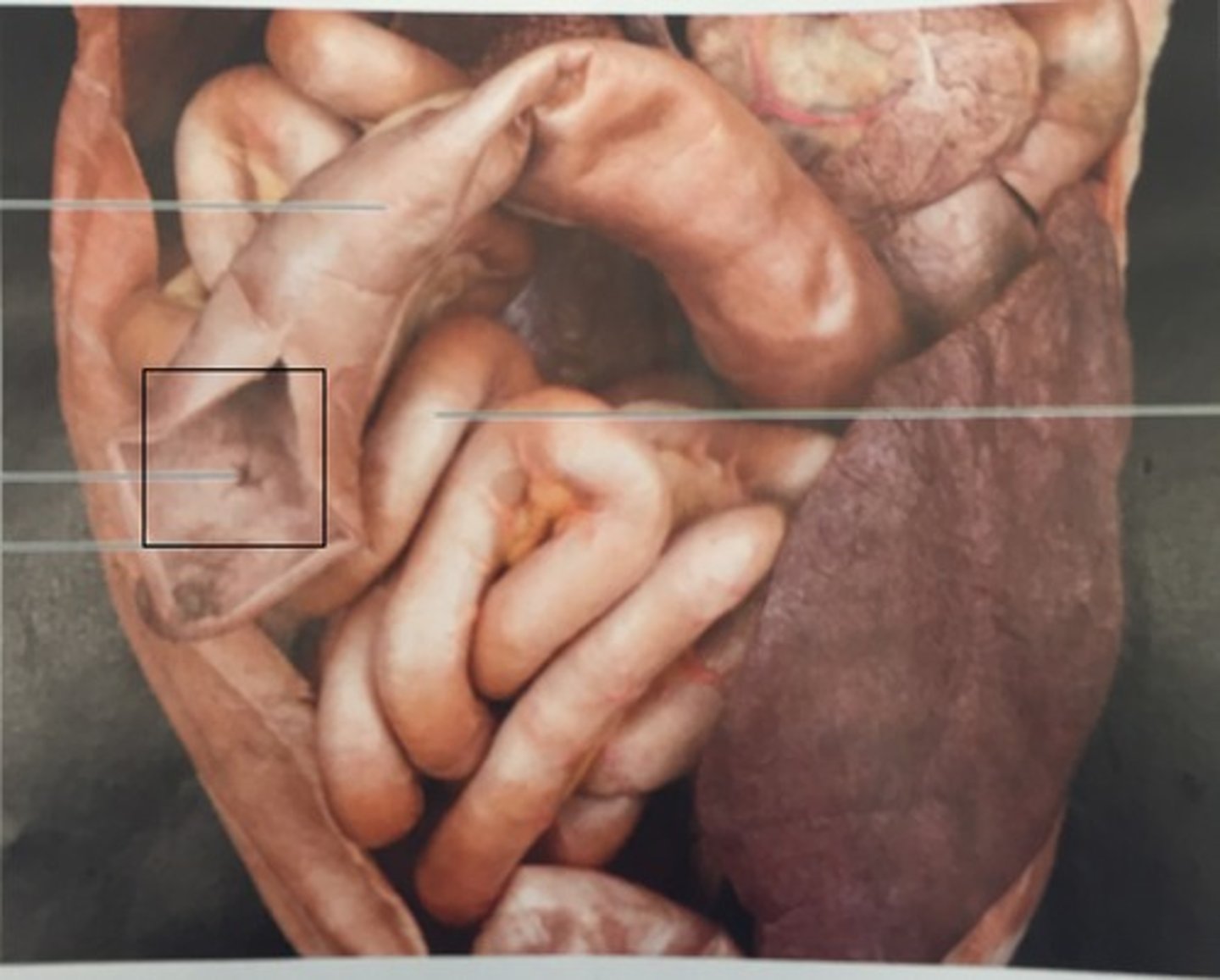 knowt flashcard image