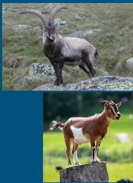 <ul><li><p>Goats </p><ul><li><p>Capra hircus </p></li><li><p>Caprine </p></li></ul></li><li><p>order: Artiodactyla </p><ul><li><p>Even-toed ungulates </p></li></ul></li><li><p>multi-purpos: </p><ul><li><p>meat, milk and fiber </p></li></ul></li></ul>