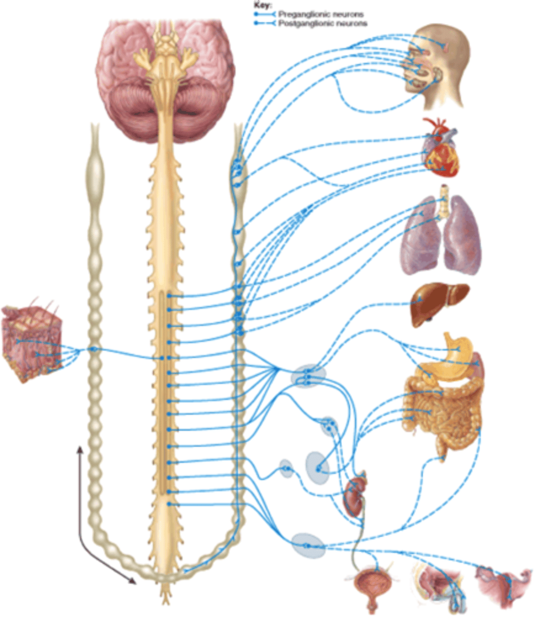 <p>thoracolumbar division</p>