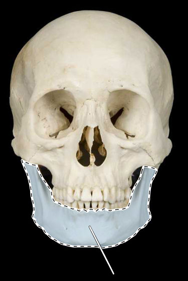 <p>Name this bone.</p><p>(Skull, anterior view).</p>